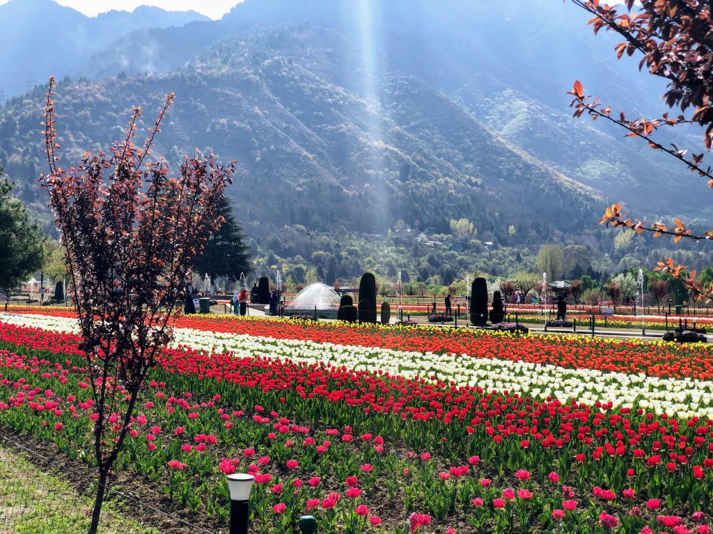 kashmir